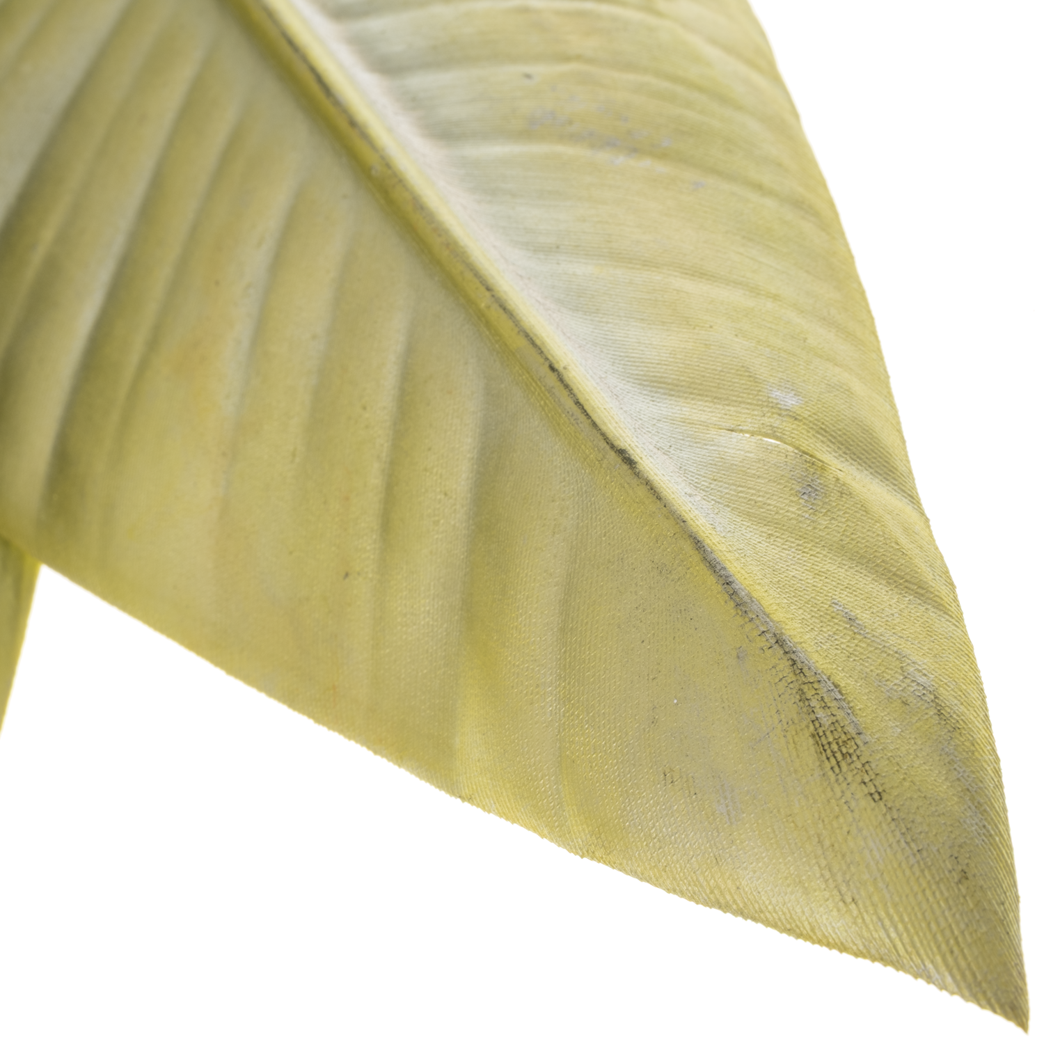 Strelitzia Blatt hell gelb gefärbt 95cm