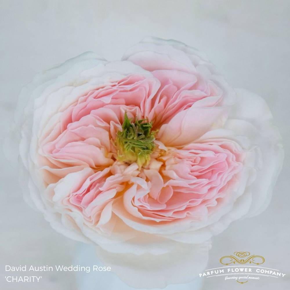 Rose hell rosa David Austin Charity 50cm