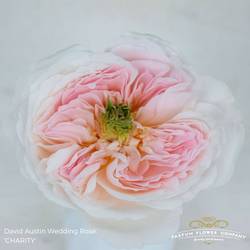 Rose hell rosa David Austin Charity 50cm