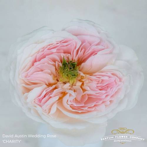 Rose hell rosa David Austin Charity 50cm
