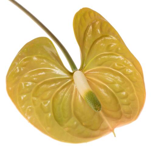 Anthurium braun Prestige Blüte 13cm