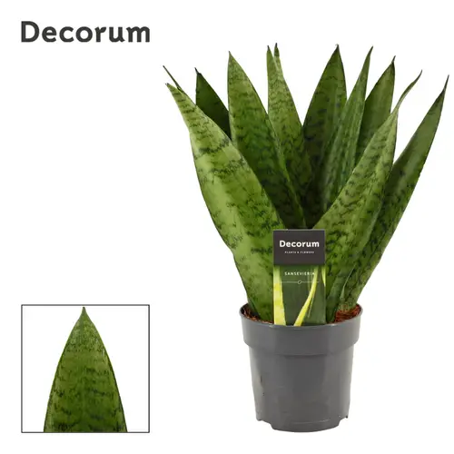 Sanseveria Zeylanic Fan T12 H035