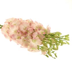 Dendrobium rosa Cinta Sweet 40cm