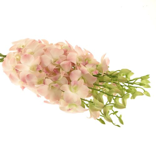 Dendrobium rosa Cinta Sweet 40cm