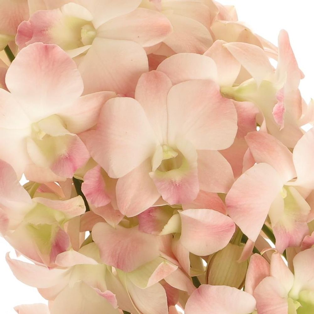 Dendrobium rosa Cinta Sweet 40cm
