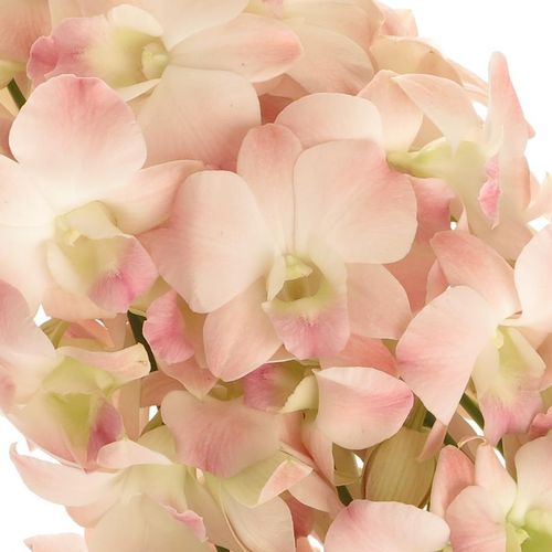 Dendrobium rosa Cinta Sweet 40cm