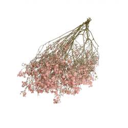Trocken Gyps hell rosa L70cm 50gr