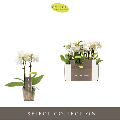 Phal.2-R weiss T07 H025
