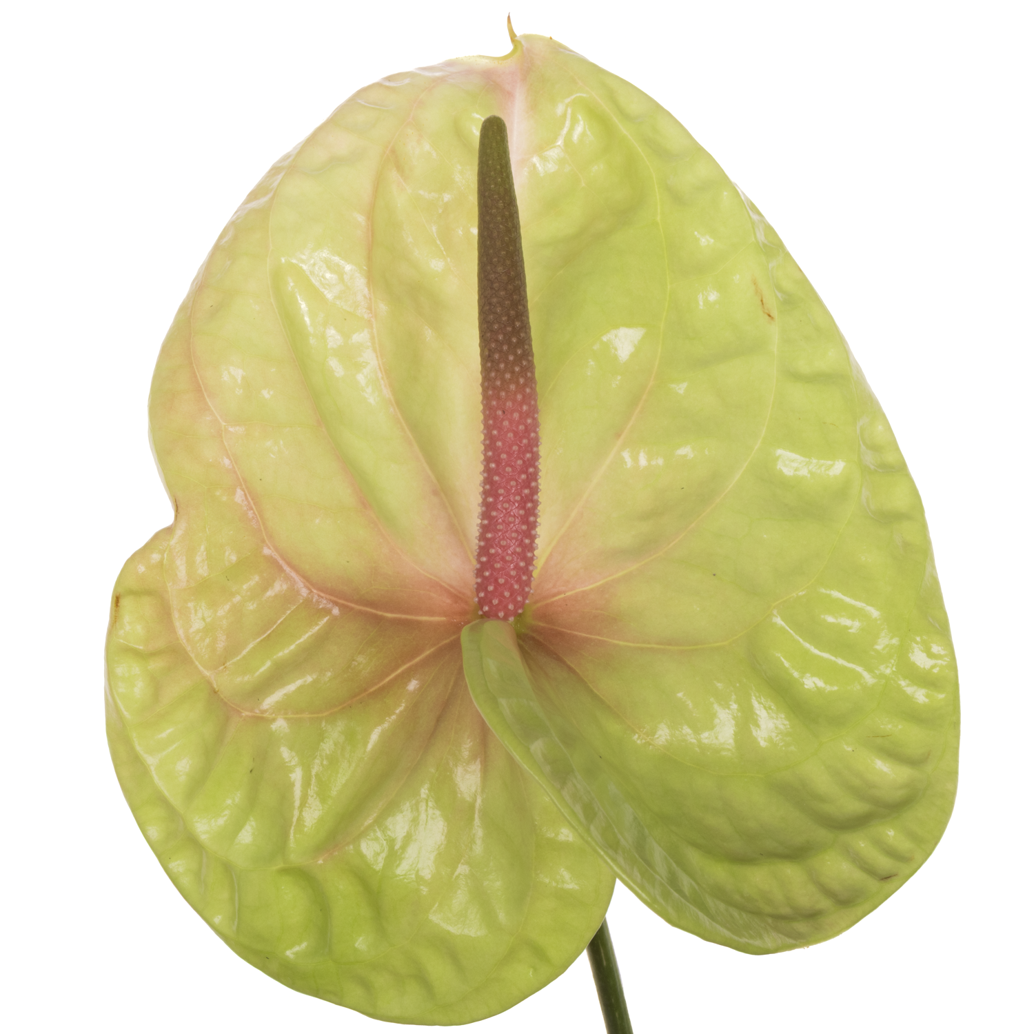 Anthurium grün Pistache Blüte 18cm