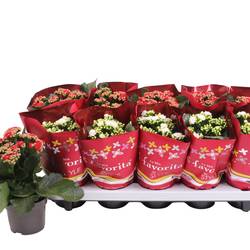 Kalanchoe Gef. rot und weiss T10,5 H022