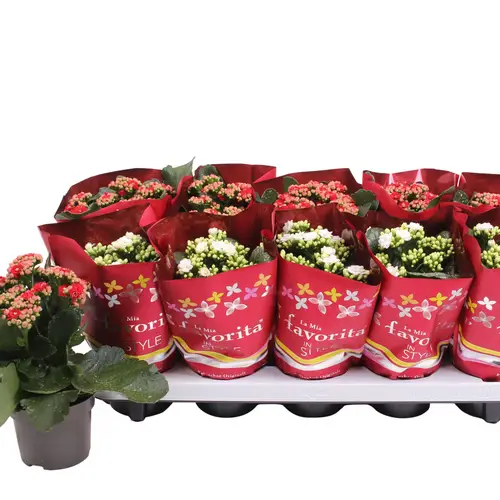 Kalanchoe Gef. rot und weiss T10,5 H022