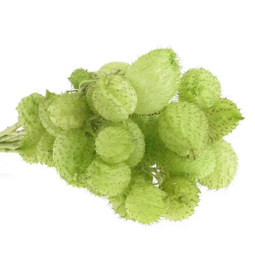 Greenballs moby dick 50cm 4+Blüte