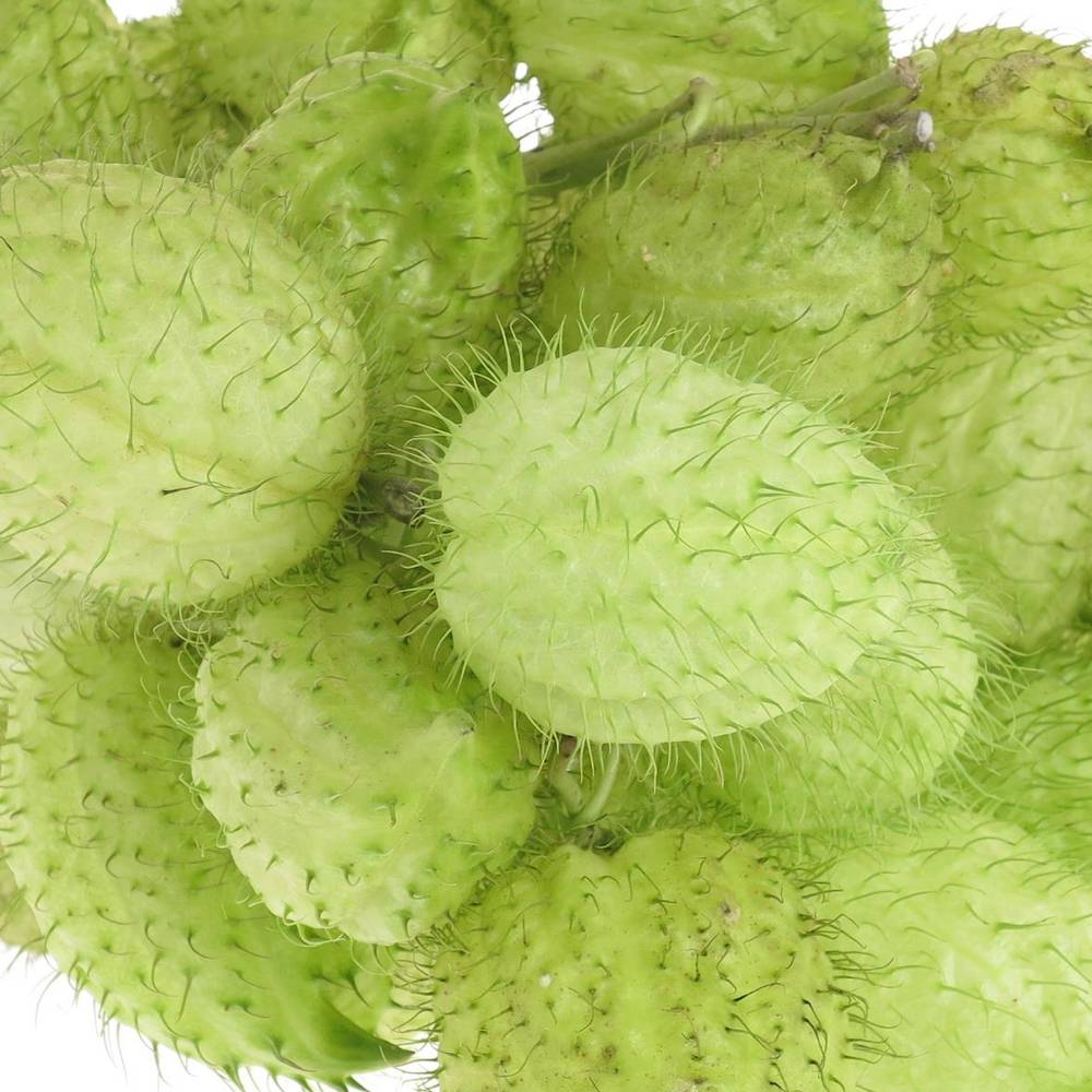 Greenballs moby dick 50cm 4+Blüte