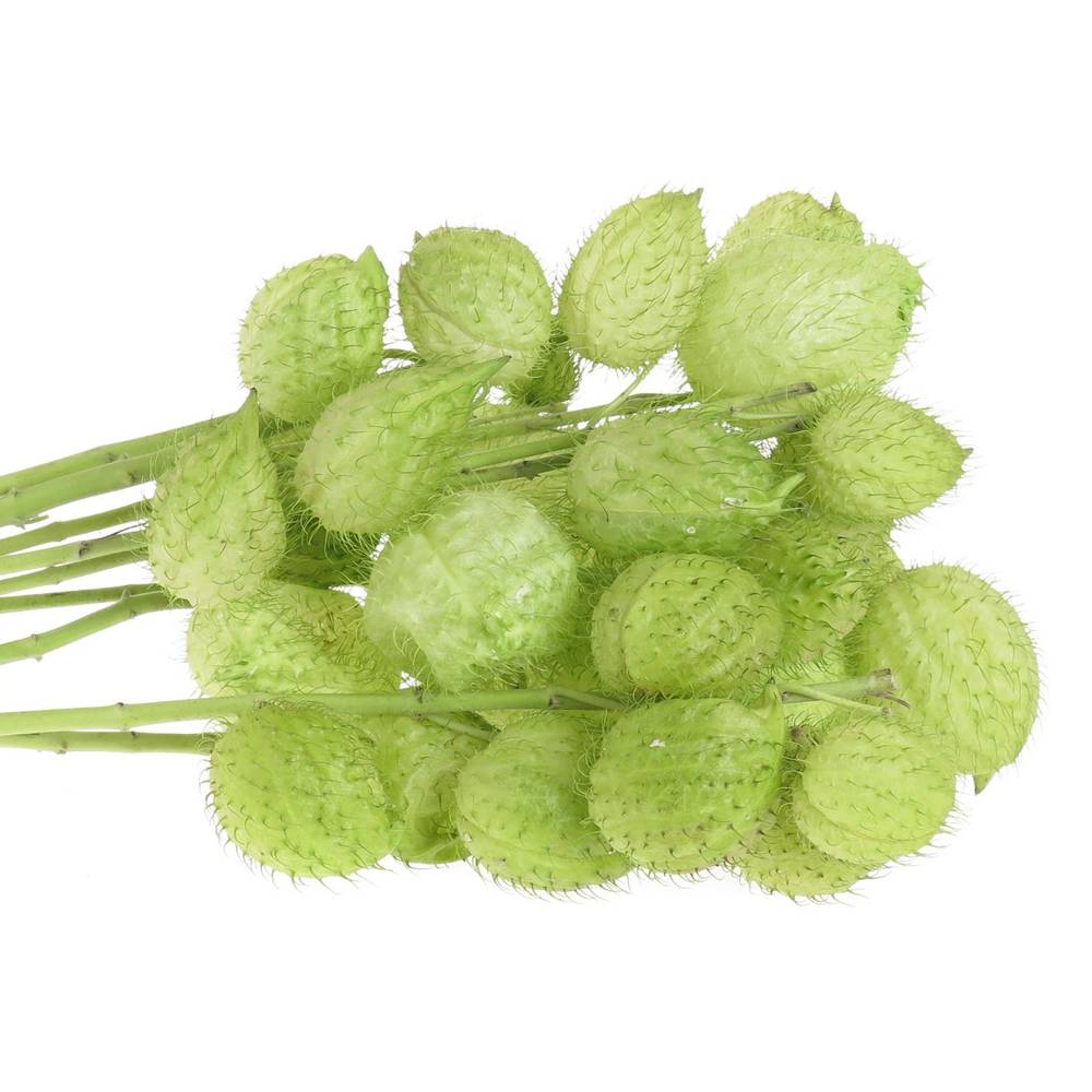 Greenballs moby dick 50cm 4+Blüte
