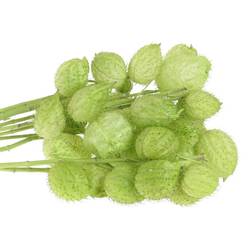 Greenballs moby dick 50cm 4+Blüte