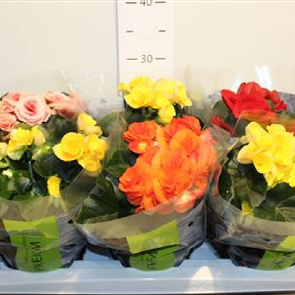 Begonia mix T13 H32