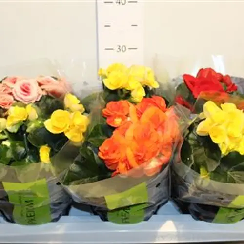 Begonia mix T13 H32