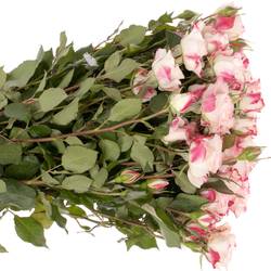 Rose verzweigt creme/rosa Reflex 7+Blüte 70cm