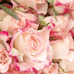 Rose verzweigt creme/rosa Reflex 7+Blüte 70cm