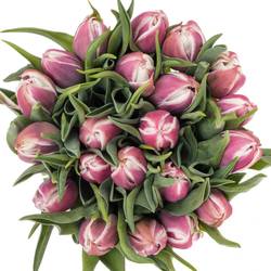 Tulpe lila/weiss Valeska 38 Gramm