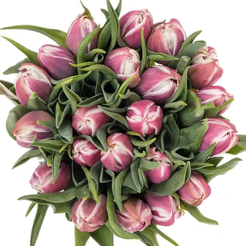 Tulpe lila/weiss Valeska 38 Gramm