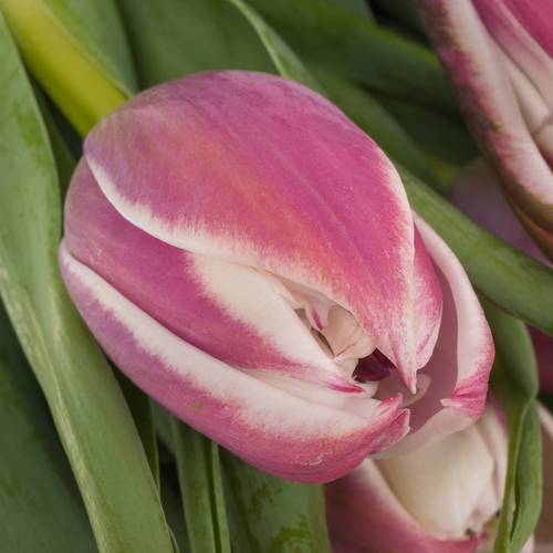 Tulpe lila/weiss Valeska 38 Gramm