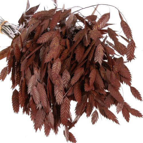 Chasmanthium rot Antik gefärbt 60cm