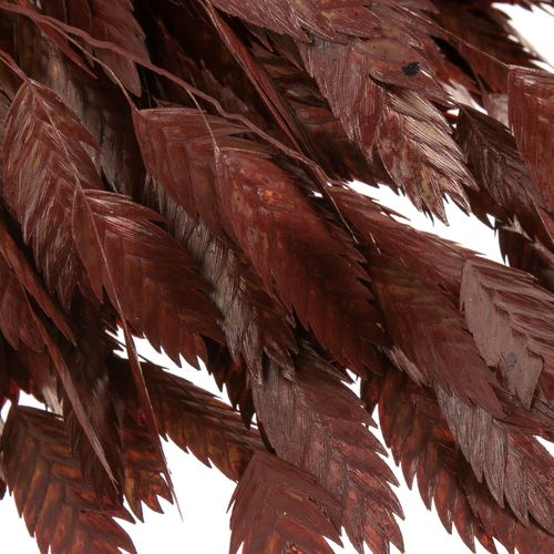 Chasmanthium rot Antik gefärbt 60cm
