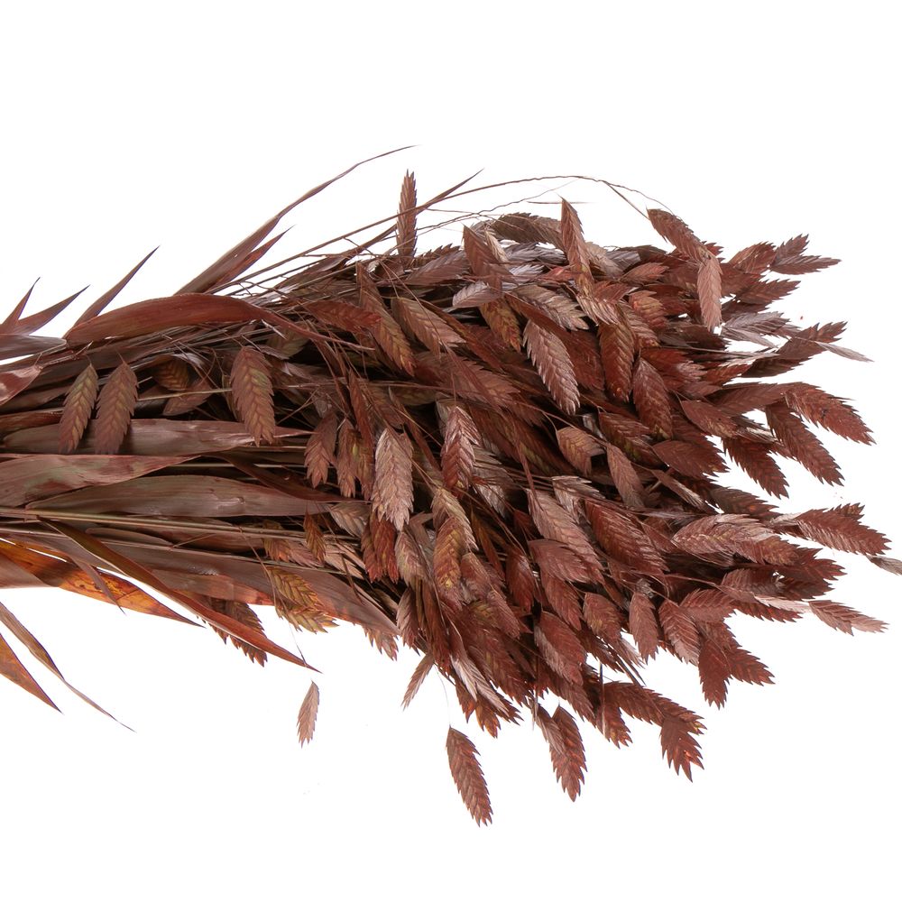 Chasmanthium rot Antik gefärbt 60cm
