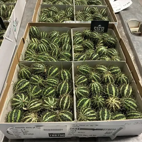Cucumis dunkel grün/hell grün Mirio Holl