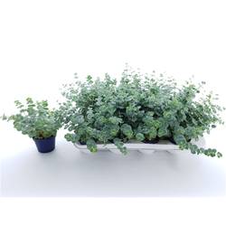 Sedum Sieboldii XL T10,5 H20