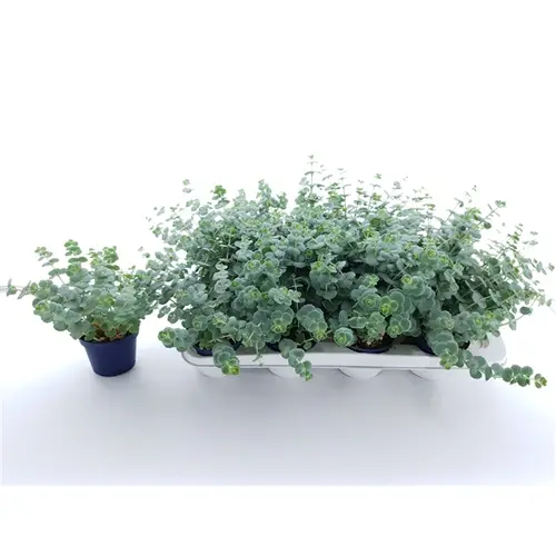 Sedum Sieboldii XL T10,5 H20