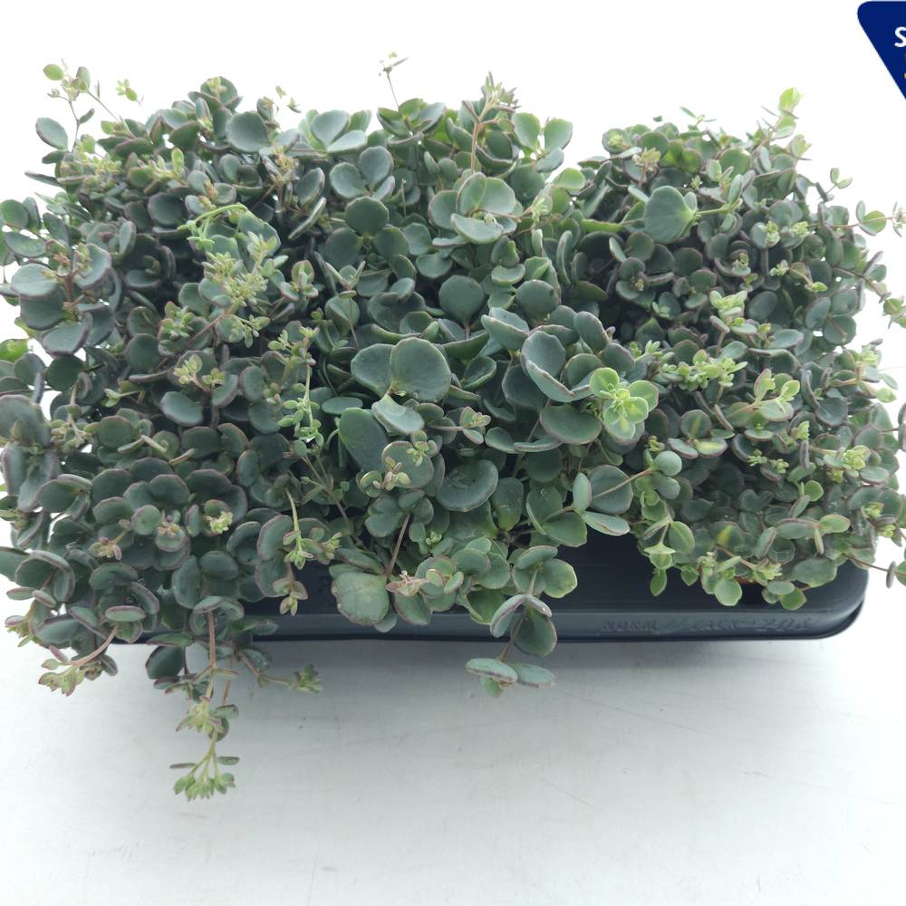 Sedum Sieboldii XL T10,5 H20