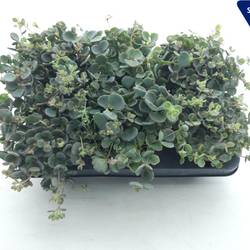 Sedum Sieboldii XL T10,5 H20
