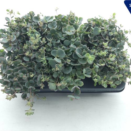 Sedum Sieboldii XL T10,5 H20