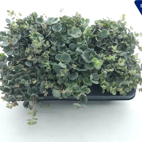 Sedum Sieboldii XL T10,5 H20