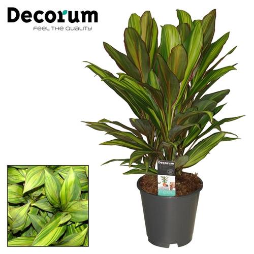 Cordyline Kiwi T19 H60