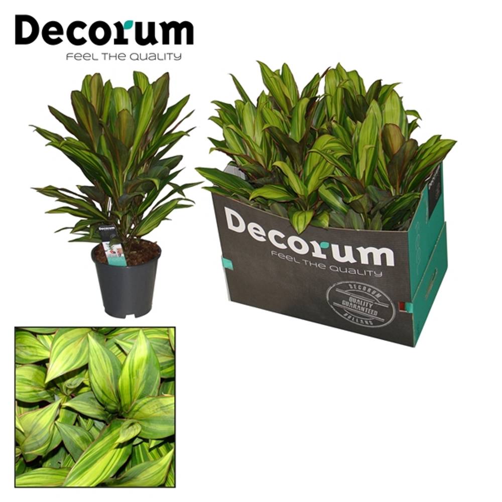 Cordyline Kiwi T19 H60