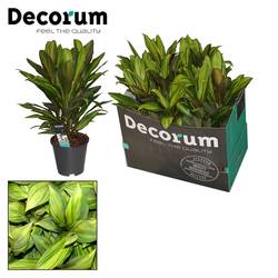 Cordyline Kiwi T19 H60