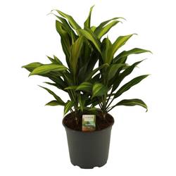 Cordyline Kiwi T19 H60