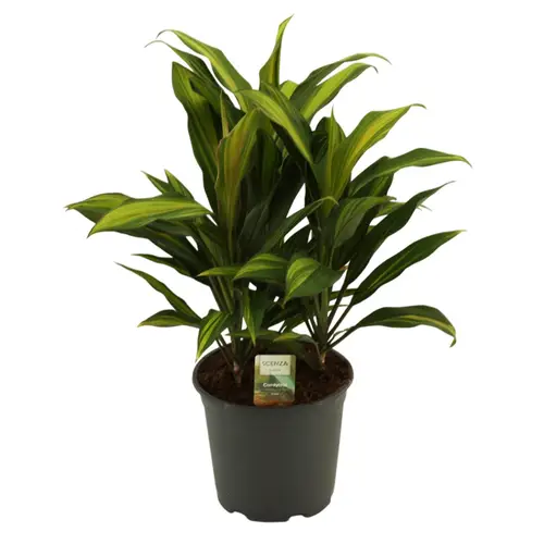 Cordyline Kiwi T19 H60