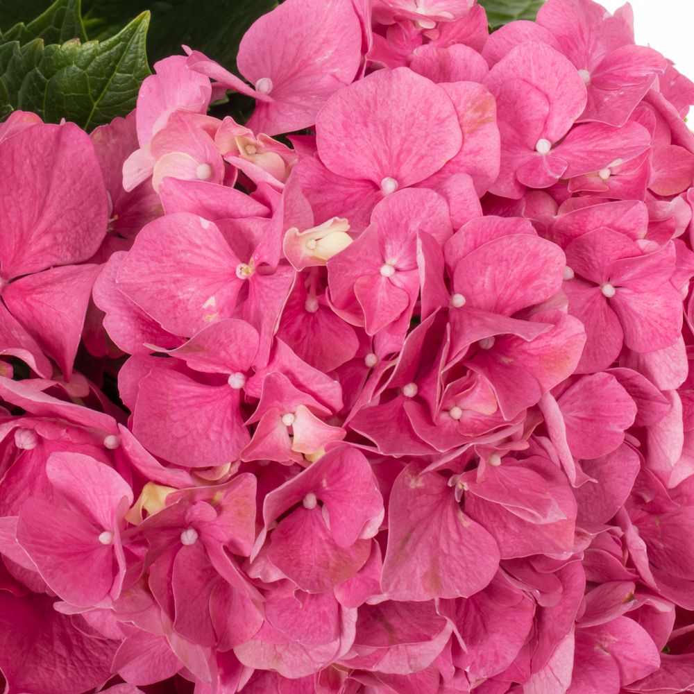 Hortensie rosa Glowing Alps Bol 17cm 60cm