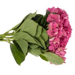 Hortensie rosa Glowing Alps Bol 17cm 60cm