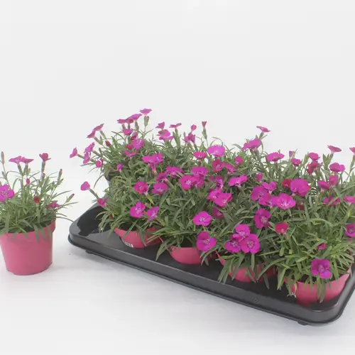 Dianthus lila Neon Flash T12 H015