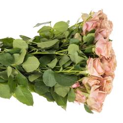 Rose verzweigt rosa/lachs Destini 5+Blüte 50cm