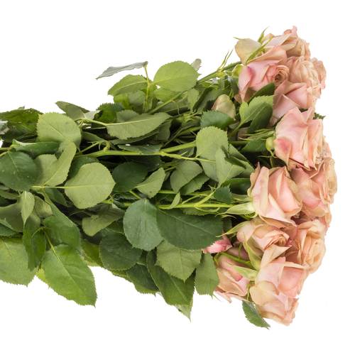 Rose verzweigt rosa/lachs Destini 5+Blüte 50cm