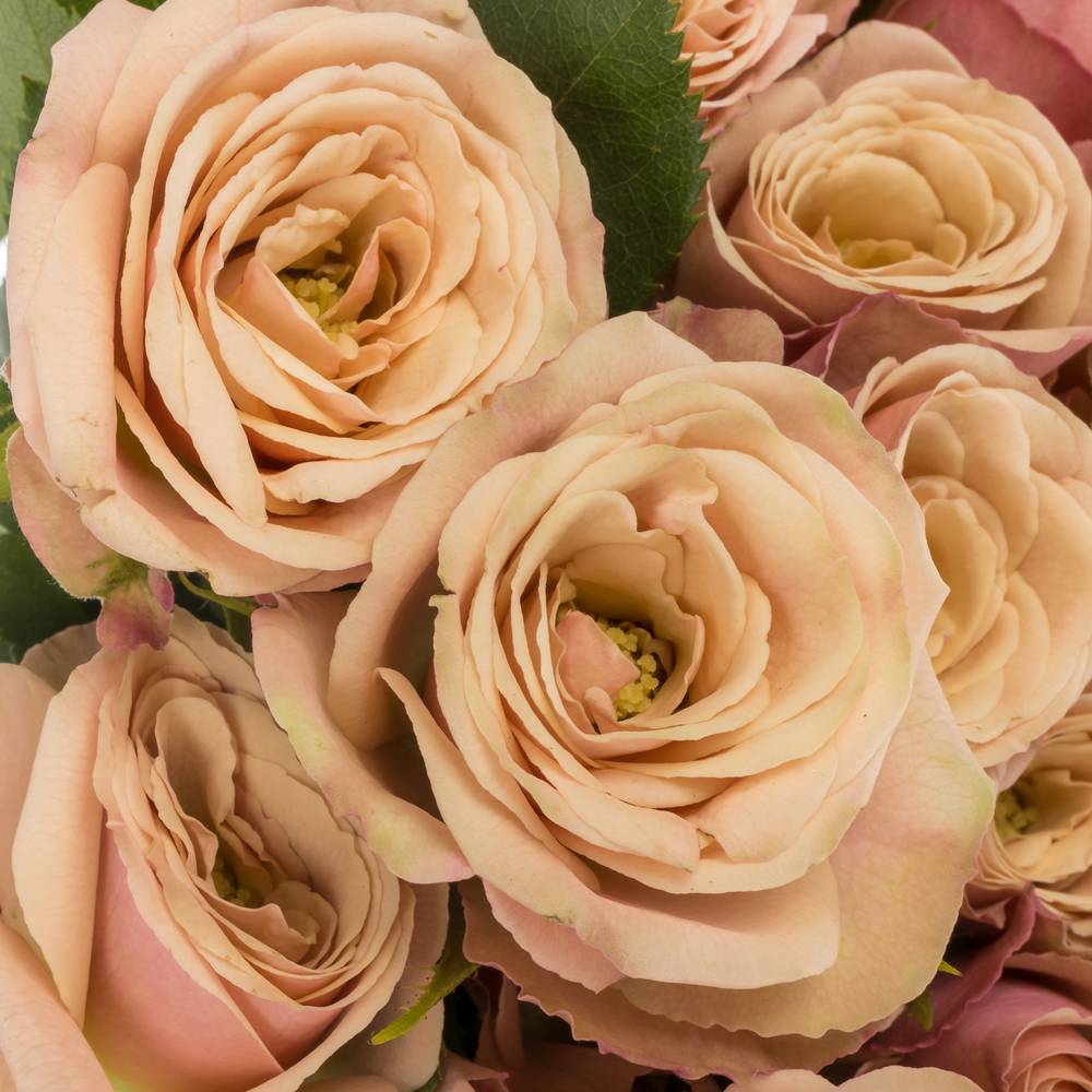 Rose verzweigt rosa/lachs Destini 5+Blüte 50cm