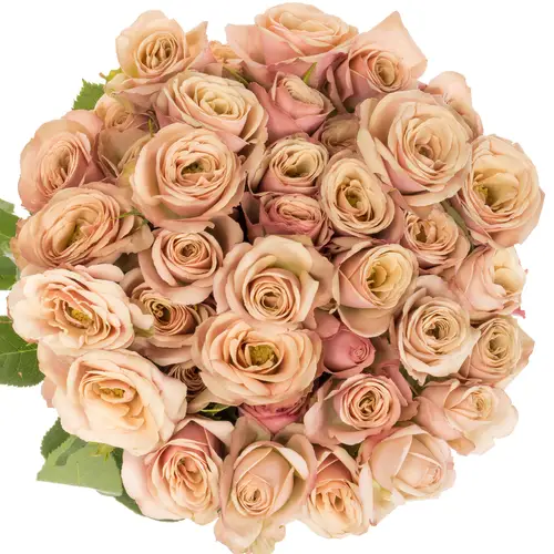 Rose verzweigt rosa/lachs Destini 5+Blüte 50cm