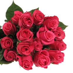 Rose lila Cherry O (Ec) 50cm