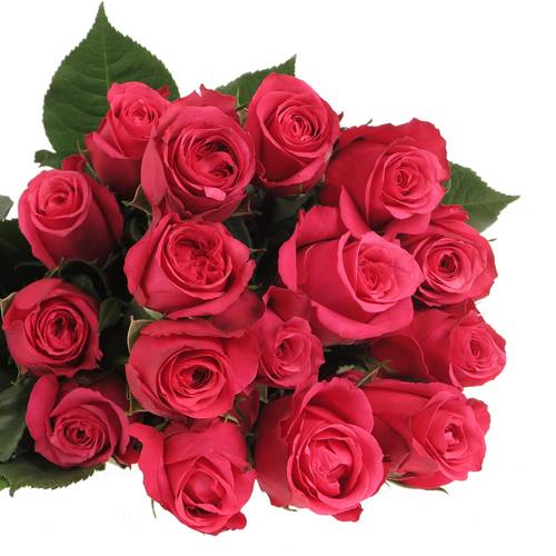 Rose lila Cherry O (Ec) 50cm